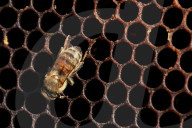 Honey bees dying in huge numbers in California