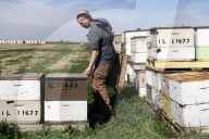 Honey bees dying in huge numbers in California