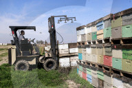 Honey bees dying in huge numbers in California