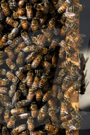 Honey bees dying in huge numbers in California
