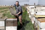 Honey bees dying in huge numbers in California