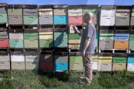 Honey bees dying in huge numbers in California