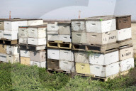 Honey bees dying in huge numbers in California