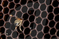 Honey bees dying in huge numbers in California