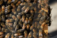 Honey bees dying in huge numbers in California