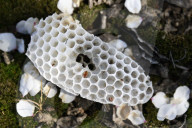 Honey bees dying in huge numbers in California