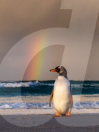 FEATURE - Pinguine haben einen Logenplatz für einige der besten Aussichten auf den Himmel, die Mutter Natur zu bieten hat.