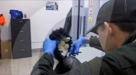 Drugs smuggler had cocaine hidden under a toupee