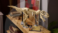 Lego Jurassic Park T.Rex fossil skeleton kit