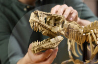 Lego propose de reconstituer le squelette d'un T Rex