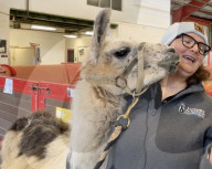 Le plus vieux lama né en captivité est âgé de 29 ans