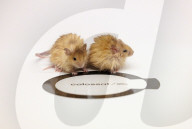 Woolly mice created on path to bringing back the mammoth