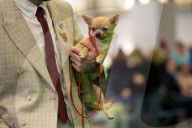 Crufts Dog Show 2025 - Day Two