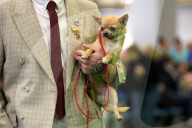 Crufts Dog Show 2025 - Day Two