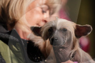 Crufts Dog Show 2025 - Day Two