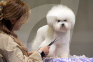 Crufts Dog Show 2025 - Day Two