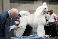 Crufts Dog Show 2025 - Day Two
