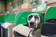 Crufts Dog Show 2025 - Day Two