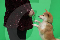 Crufts Dog Show 2025 - Day Two