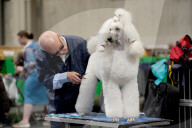Crufts Dog Show 2025 - Day Two
