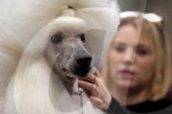 Crufts Dog Show 2025 - Day Two