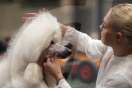 Crufts Dog Show 2025 - Day Two