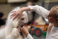 Crufts Dog Show 2025 - Day Two
