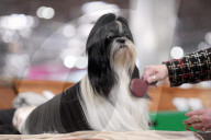 Crufts Dog Show 2025 - Day Two