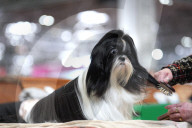 Crufts Dog Show 2025 - Day Two