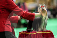 Crufts Dog Show 2025 - Day Two