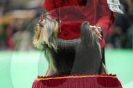 Crufts Dog Show 2025 - Day Two