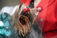Crufts Dog Show 2025 - Day Two