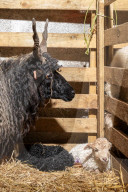 FEATURE -  Black And White: Zwei unterschiedlich gefärbte Zackelschaf-Lämmer auf einem Hof bei Swansea