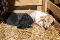 FEATURE -  Black And White: Zwei unterschiedlich gefärbte Zackelschaf-Lämmer auf einem Hof bei Swansea
