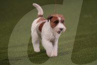 Crufts Dog Show 2025