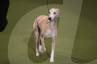 Crufts Dog Show 2025