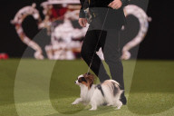 Crufts Dog Show 2025