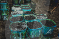 Açaí Market In The City Of Belém In The Brazilian Amazon