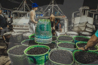 Açaí Market In The City Of Belém In The Brazilian Amazon