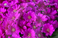 Floral Expo In Nepal