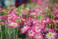Floral Expo In Nepal