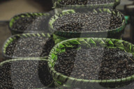 Açaí Market In The City Of Belém In The Brazilian Amazon