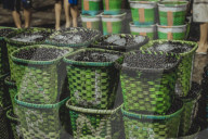 Açaí Market In The City Of Belém In The Brazilian Amazon