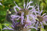 Bumblebee Pollinating A Flower