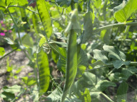 Agriculture In Canada - Peas