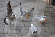Economy And Business In Venice, Italy