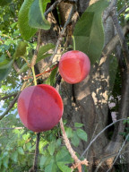Agriculture In Canada - Cherries