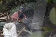 Production Of Sugar Palm Fruit During Ramadan