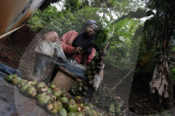 Production Of Sugar Palm Fruit During Ramadan