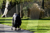 Elderly Woman With A Rollator Walking Outdoors